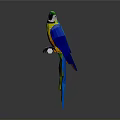 Vibrant Colorful Parrot with Bright Feathers Perched on White Bar Against Gray Background