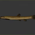 Elongated Brownish Yellow Spotted Fish With Red Eyes Fins Tail And Whiskers