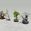 Different Bonsai Plants With Twisted Branches Green Foliage And Ceramic Pots 3d model