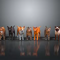 Various Colors And Breeds Of Cats Standing Side By Side On Gray Gradient Background With Floor Reflections