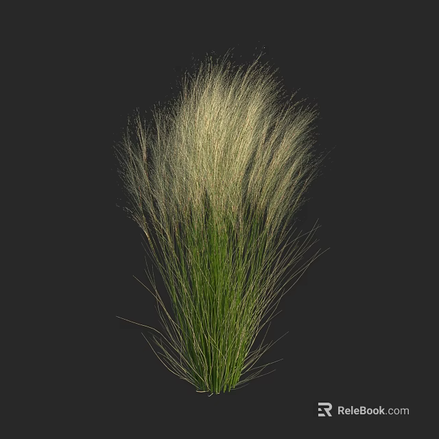 Elegant Ornamental Grass With Long Slender White Leaves Against Black Background 3d model 