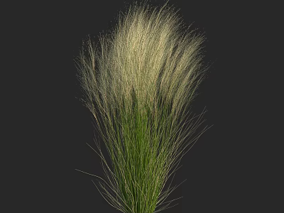 Elegant Ornamental Grass With Long Slender White Leaves Against Black Background 3d model