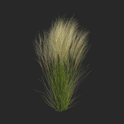 Elegant Ornamental Grass With Long Slender White Leaves Against Black Background 3d model
