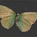 Stunning Green and Golden Butterfly with Iridescent Shiny Wings and Reflection on Dark Background