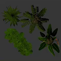 Lush Indoor Green Plants In Modern Gray Pots With Various Leaf Shapes And Colorful Flowers