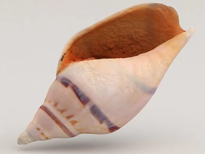 Natural Marine Animal Conch Shell Showcasing Spiral Shape Vibrant Orange Interior and Striped Exterior 3d model
