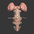 Realistic 3D Medical Model Showing Human Organs and Hair Anatomical Structures