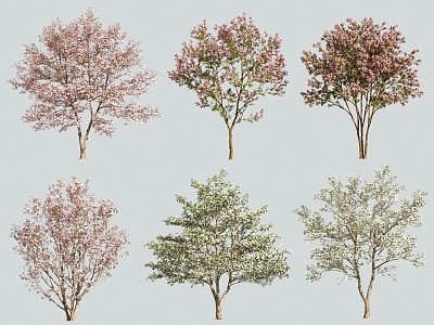 tree small tree flower tree landscape tree dogwood 3d model