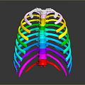 Colorful Human Rib Cage 3D Model Displaying Anatomical Skeletal Organ Structure Details