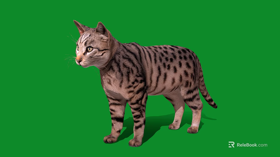 Tiger Striped Domestic Cat Standing On Green Background With Detailed Fur 3d model 