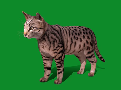 Tiger Striped Domestic Cat Standing On Green Background With Detailed Fur 3d model