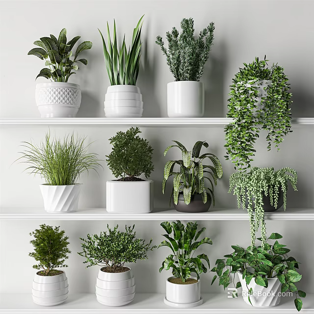Indoor Bonsai and Potted Plants Display on White Shelves with Green Foliage 3d model 