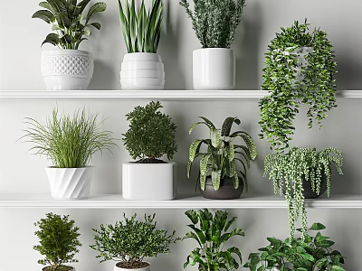 Indoor Bonsai and Potted Plants Display on White Shelves with Green Foliage 3d model