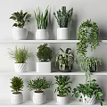 Indoor Bonsai and Potted Plants Display on White Shelves with Green Foliage