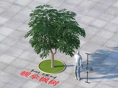 Throat Umbrella Maple Tree 8 Meters Height 5 Meters Crown Diameter Round Green Lawn Gray Pavement 3d model
