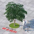 Throat Umbrella Maple Tree 8 Meters Height 5 Meters Crown Diameter Round Green Lawn Gray Pavement
