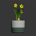 Yellow Daffodils in White and Green Two Tone Pot with Exposed Bulb and Green Leaves