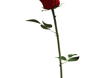 Single Red Rose With Green Stem And Fresh Leaves For Floral Decoration 3d model