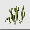 Various Cacti Plants Including Tall Columnar And Small Round Types With Pink Flowers