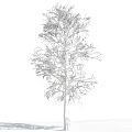 Snow Covered Deciduous Tree Standing Against Clear Blue Sky With White Clouds 3d model