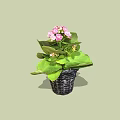 Beautiful Potted Plant With Pink Flowers And Green Leaves In Black Woven Pot
