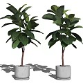 Two Potted Bonsai Plants With Green Leaves In White Ceramic Pots For Indoor Decoration