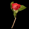 Beautiful Vibrant Red Camellia Flower With Bright Petals Yellow Center And Green Leaves On Branch