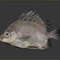 Whole Fresh Pinkish Red Fish With Spiky Fins And Large Eyes On Gray Background
