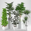 Decorative Indoor Plant Arrangement With Various Green Plants And Stylish Pots