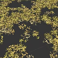 Autumn Landscape With Scattered Yellow Leaves On Gray Stone Tiles