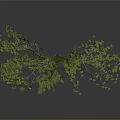Lush Green Tree With Spreading Branches And Dense Foliage On Dark Background