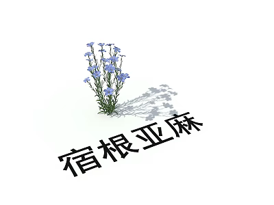 Perennial Flax Flowers With Fresh Blue Small Blooms And Green Leaves 3d model