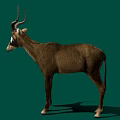 Realistic Brown Antelope With Curved Horns Standing On Green Background