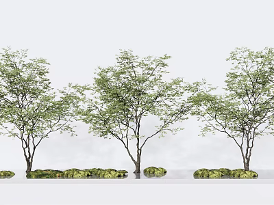 Three Healthy Arbor Trees With Lush Green Foliage And Stone Accents 3d model