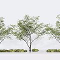 Three Healthy Arbor Trees With Lush Green Foliage And Stone Accents