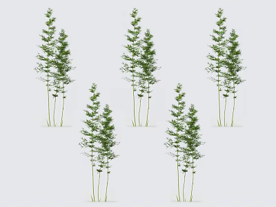 Tall Green Bamboo Plants With Lush Leaves And Clustered Stems In Natural Environment 3d model