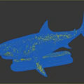Realistic Shark Model Display With Detailed Fins And White Base On Black Background