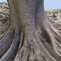 Large Tree with Extensive Exposed Roots Spreading on Ground Covered by Fallen Leaves and Soil