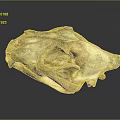 Animal Skull Skeletal Organ With Detailed Bone Structure And Natural Texture