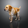 Yellow And White Labrador Dog Model Standing On Dark Background With Reflection 3d model