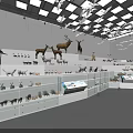 Museum Interior With Various Animal Specimens In Glass Display Cases White Walls And Ceiling Lights