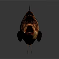 Detailed Fish With Black And Brown Stripes Open Mouth On Gray Background With Reflection