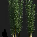 Tall Green Bamboo Plants With Lush Leaves And Person Silhouette In Landscape