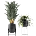 Various Types of Potted Plants in Black Pots with Different Heights for Indoor Decor