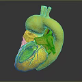 Realistic Thoracic Organ Heart Anatomical Model Showing Red Blue Blood Vessels Structure for Medical Education