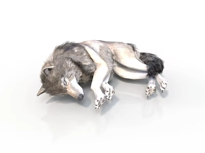 Gray and White Wolf Lying on White Surface with Extended Limbs and Relaxed Pose 3d model