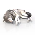 Gray and White Wolf Lying on White Surface with Extended Limbs and Relaxed Pose