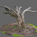 Natural Twisted Wood Tree Trunk With Exposed Roots Textured Bark And Green Grass