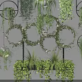 Beautiful Hanging Basket Plants With Lush Green Foliage For Indoor Decoration