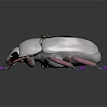 Metallic Beetle With Transparent Wings And Purple Iridescent Shell On Dark Background